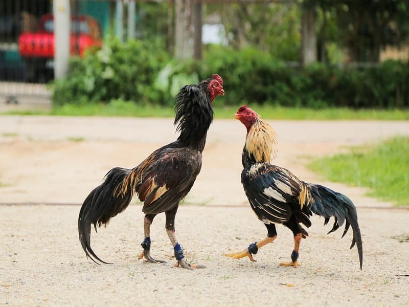 Đá gà cựa sắt Campuchia là gì?